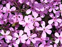 Saponaria ocymoides (fam Caryophyllacees) (Europe occidentale) (2) (Photo F. Mrugala)